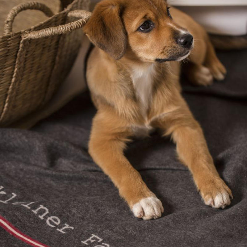 David Fussenegger Decken Kissen