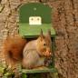 Preview: Eichhörnchen Futterautomat Holz, zuckersueß