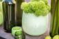 Preview: DutZ Vase Pot Lightgreen, Mood Preview: DutZ Vase Pot Lightgreen, Mood