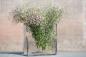 Preview: DutZ Vase Rectangular Clear, Mood, Blumen