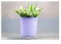 Preview: DutZ Conic Vase Lila H17 / D15