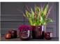 Preview: DutZ Pot Plum Preview: DutZ Pot Plum