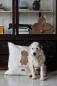 Mobile Preview: Lexington Kissenbezug Dog Emboidered Organic Cotton Twill , Mood, Hundefreund
