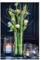 Preview: DutZ Vase Fenn Clear H40 / D17 Preview: DutZ Vase Fenn Clear H40 / D17