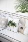 Preview: Paloma Living Havana Palm 30x50 Preview: Paloma Living Havana Palm 30x50