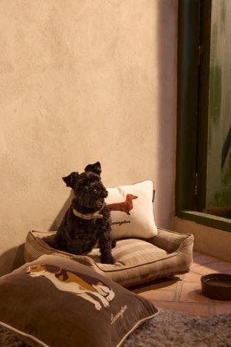 Lexington Dog Organic Cotton Velvet Kissenhülle 40x30
