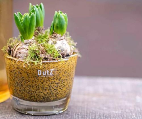 DutZ Conic Vase Bubbles Gold Topa, Mood, fein