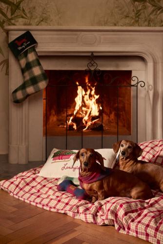 Lexington Kissenbezug Dog Sleigh Organic Cotton Velvet Lexington Kissenbezug Dog Sleigh Organic Cotton Velvet